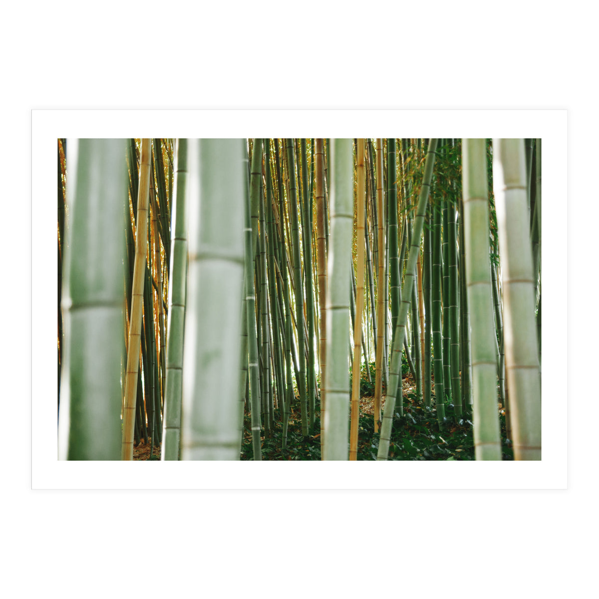 Scorpion (Print Only)