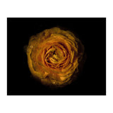 Backyard Flowers No 73 Color Version (Print Only) thumbnail
