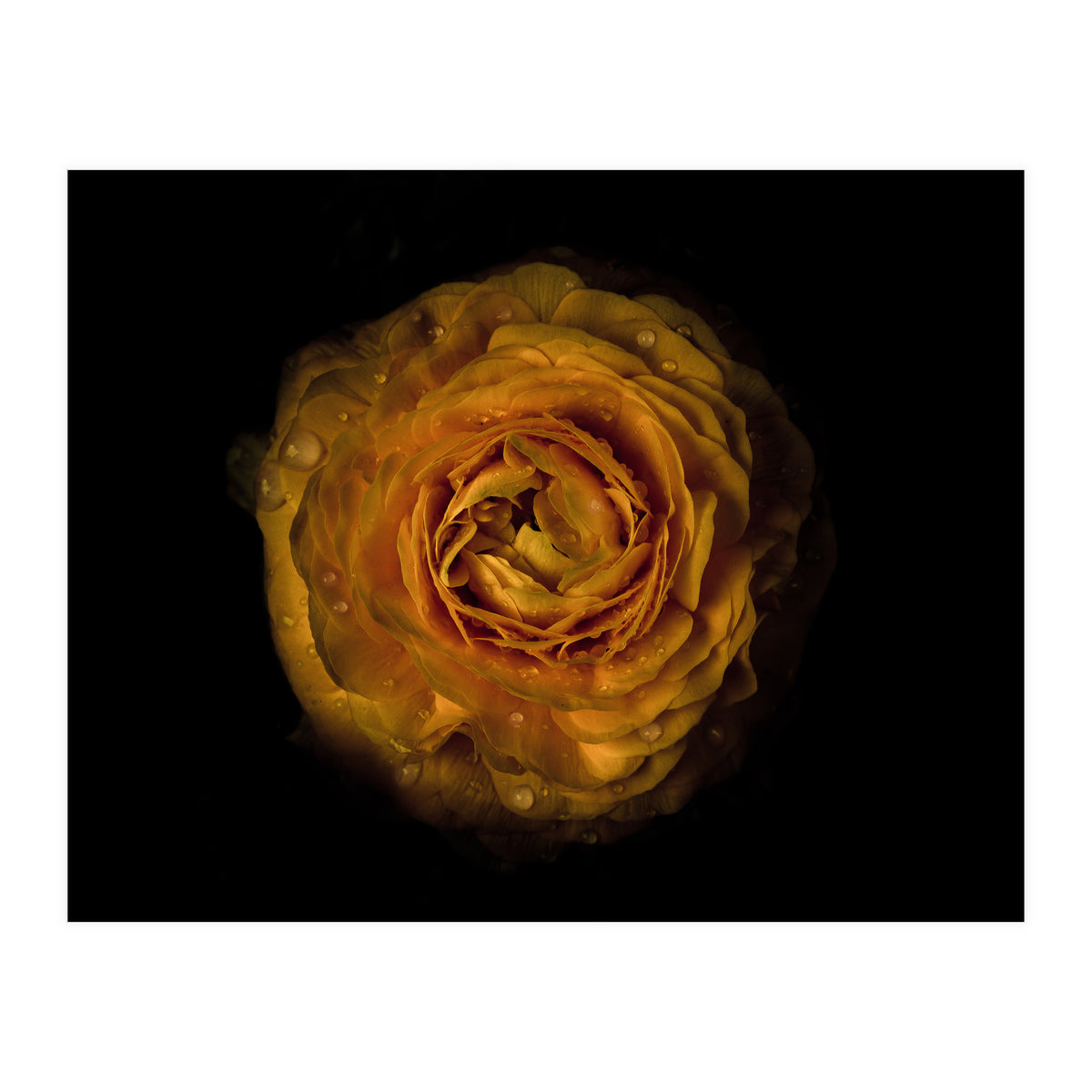 Backyard Flowers No 73 Color Version (Print Only)