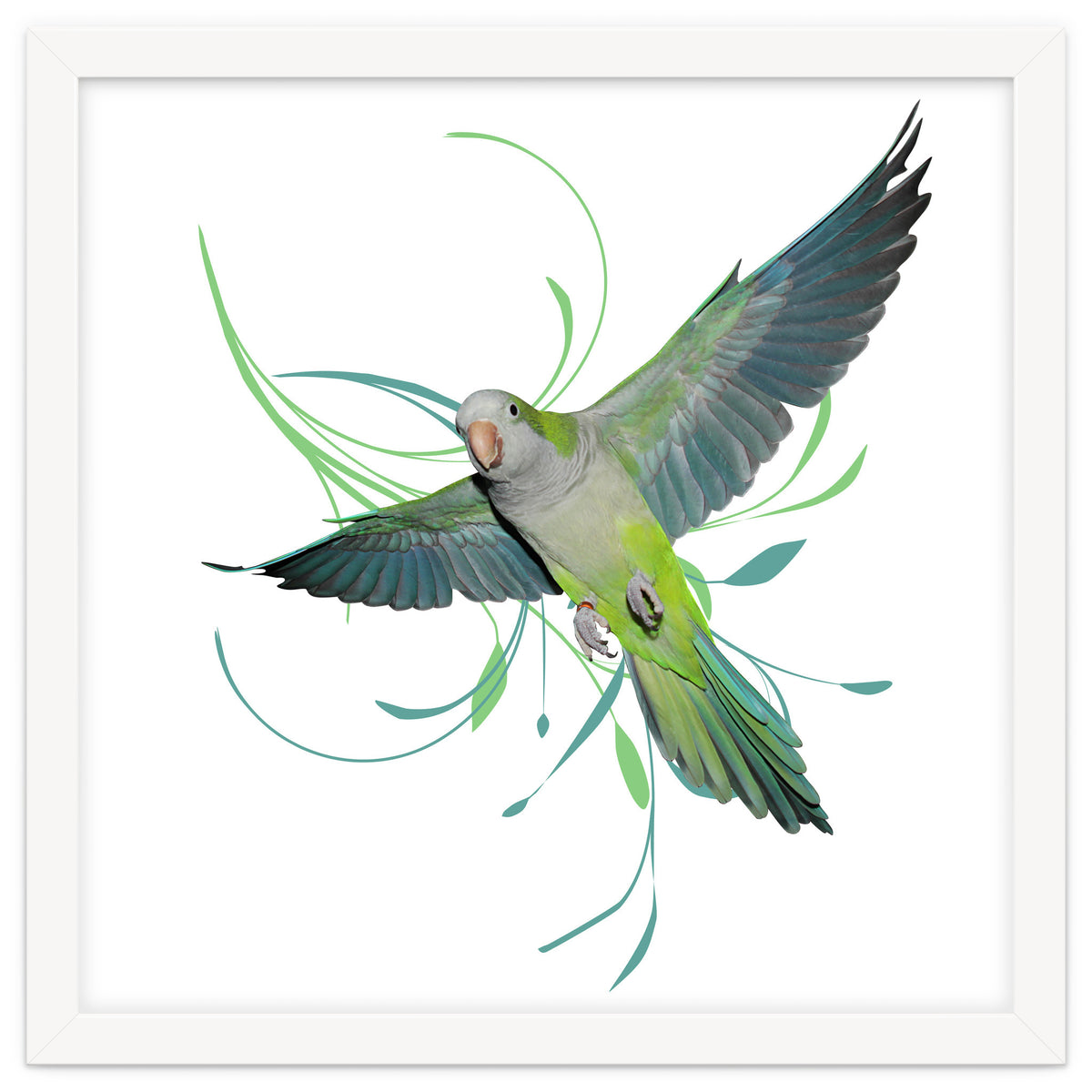 Flying quaker parrot