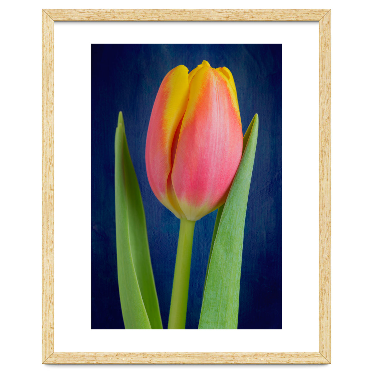 Tulip