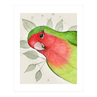 Curious lovebird (Print Only)