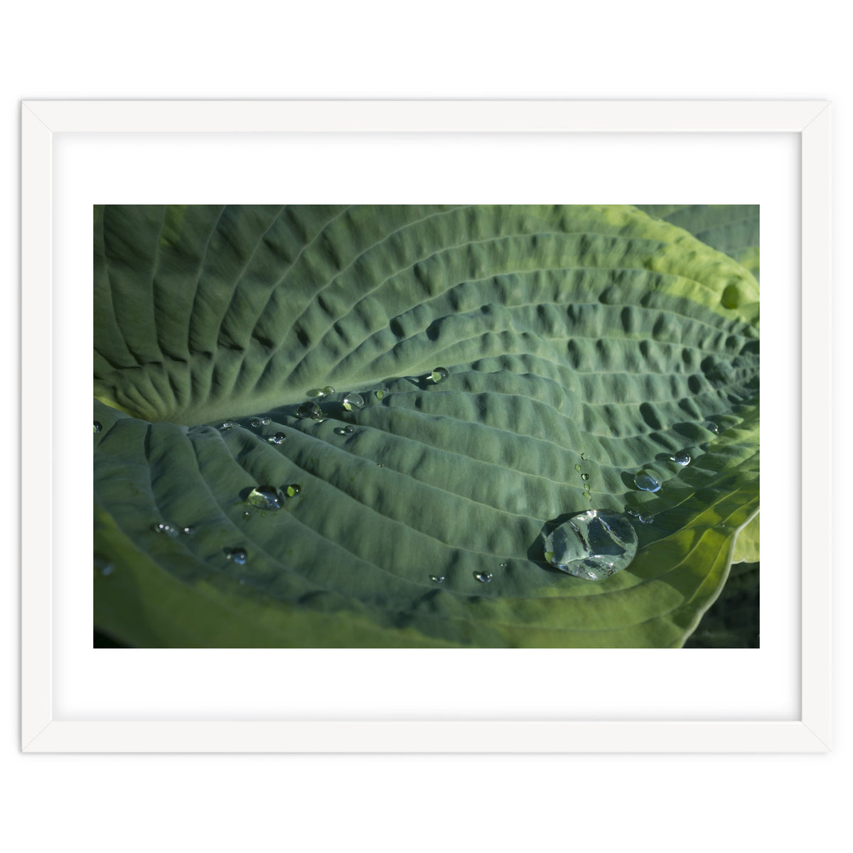 Hosta With Raindrops