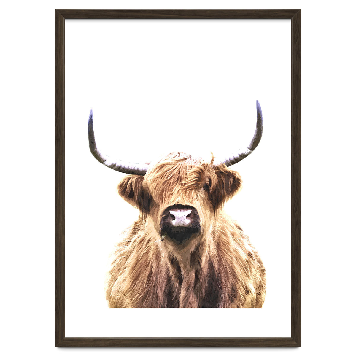 Highland Cow Portrait