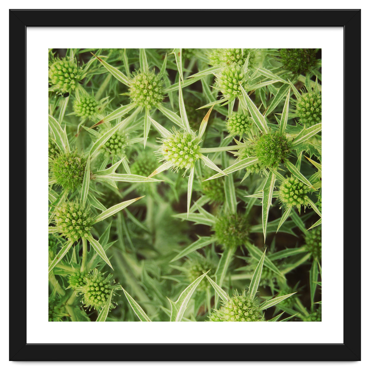Green thistles