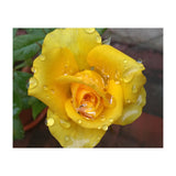 Yellow Rose with Dew Drops (Print Only) thumbnail