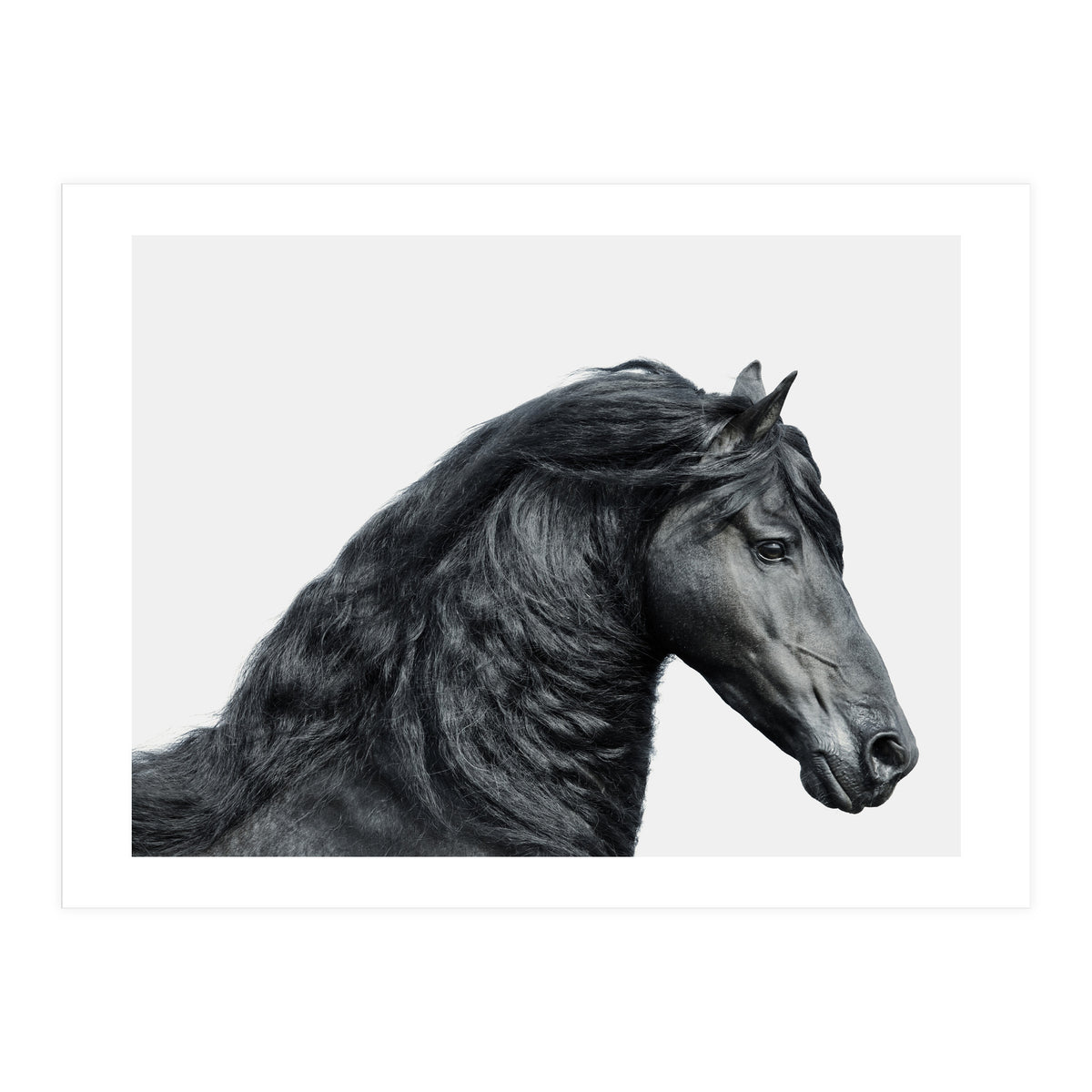 Friesian Horse (Print Only)