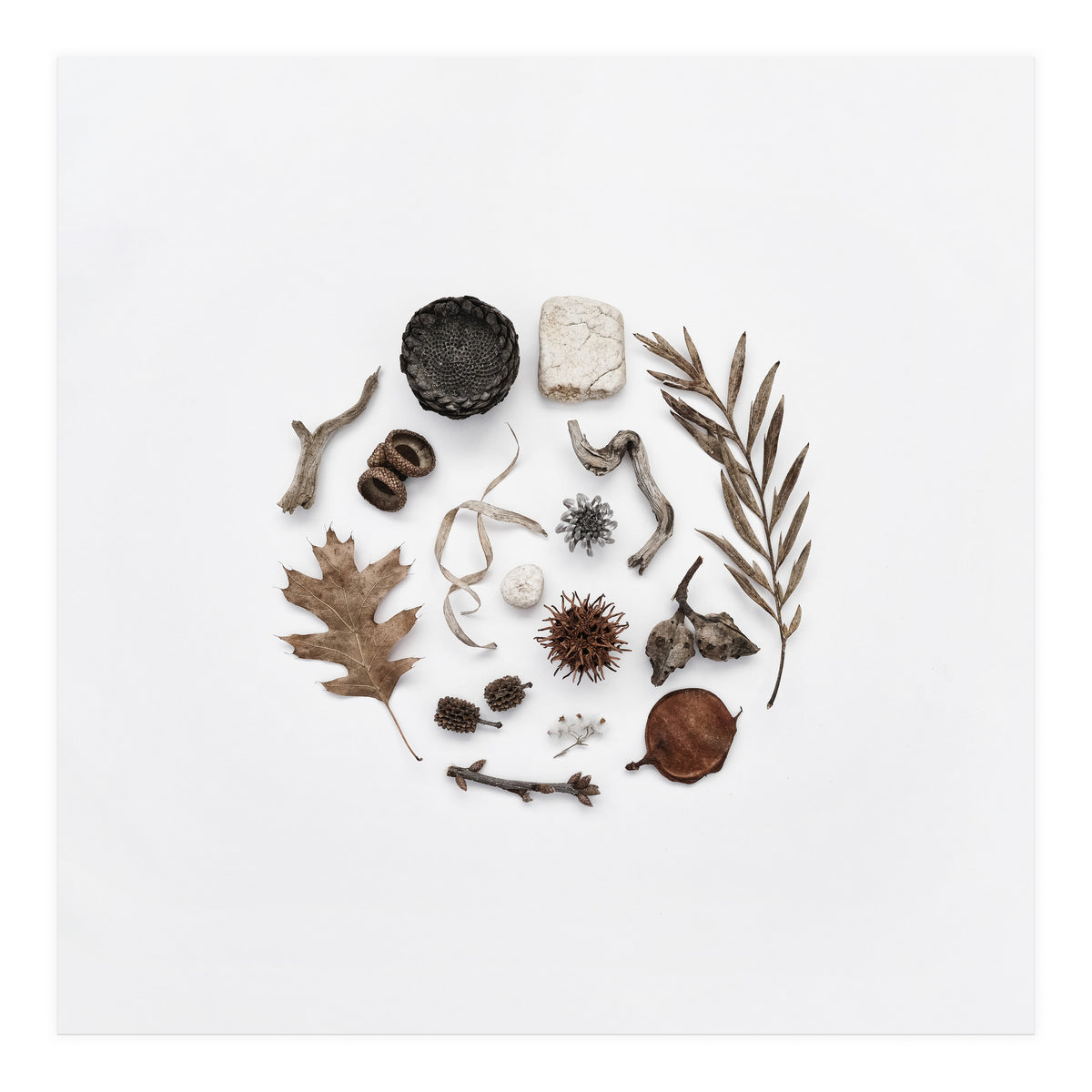 Treasures From Nature No. 2 - Square (Print Only)