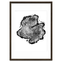 Alaskan Cypress, Tree Ring Art Print, Woodblock