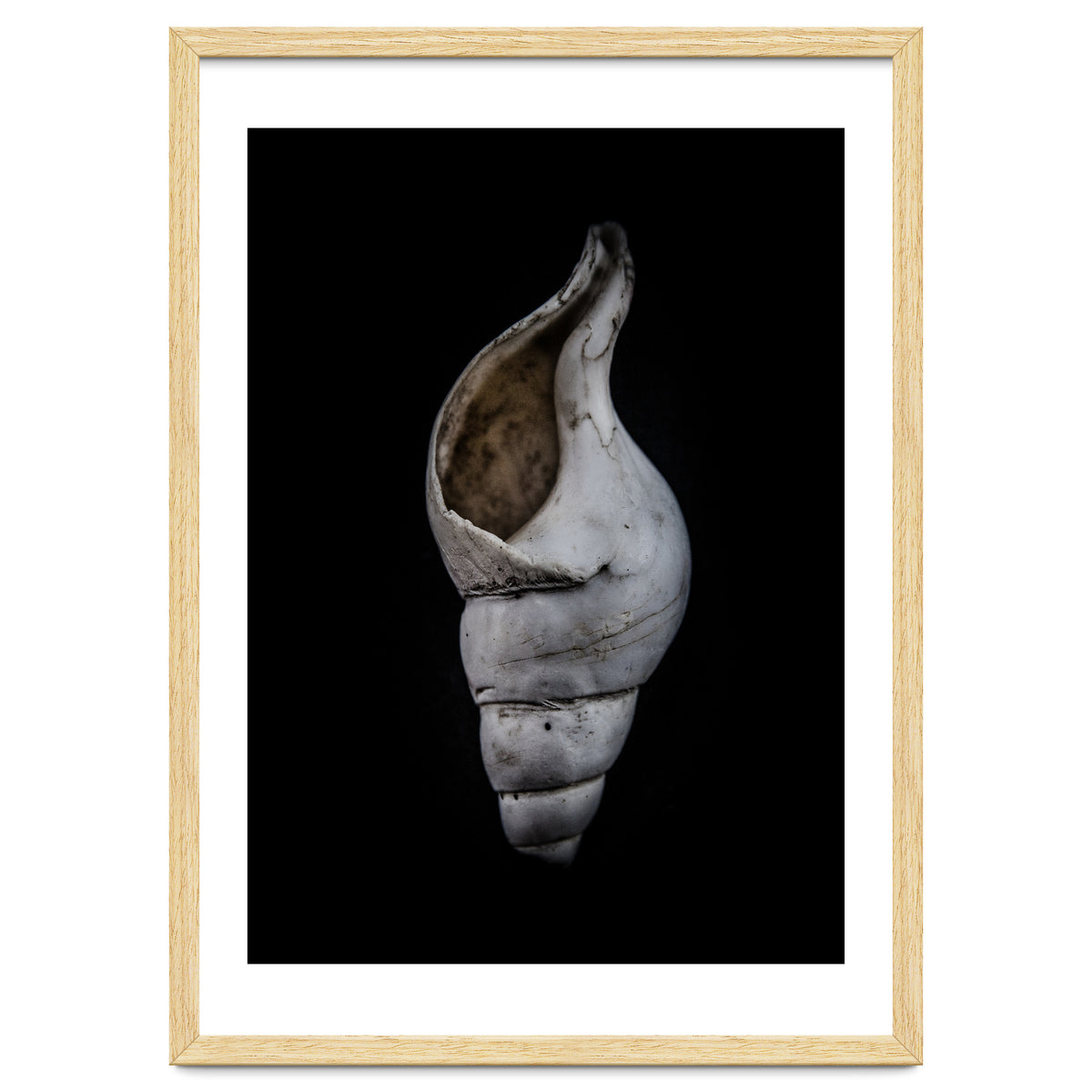 Shells No 12 Color Version