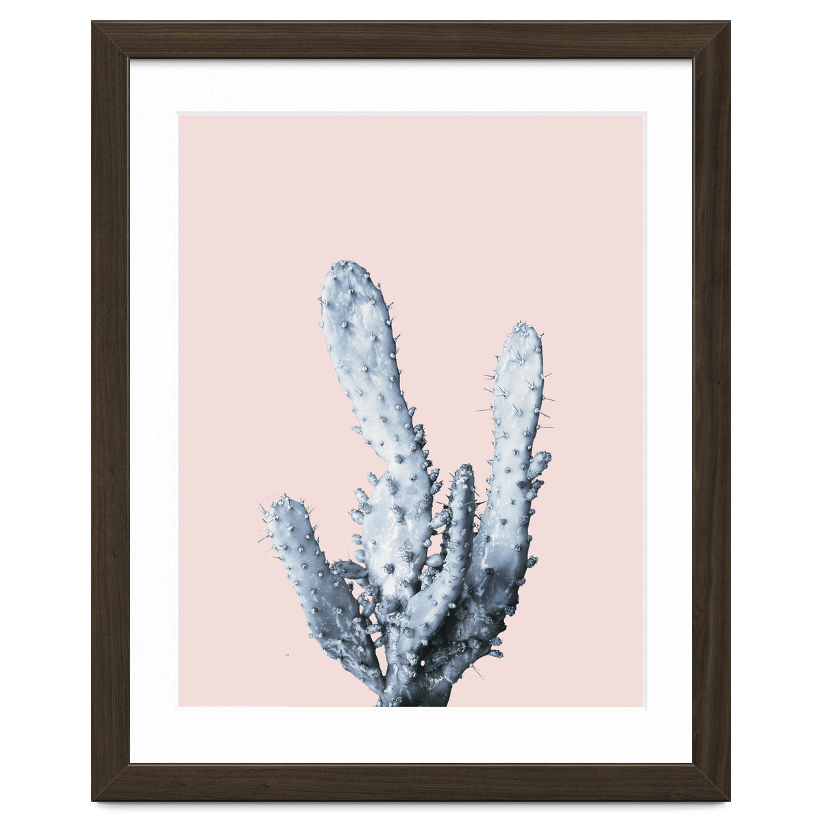 Cactus collection BL-I