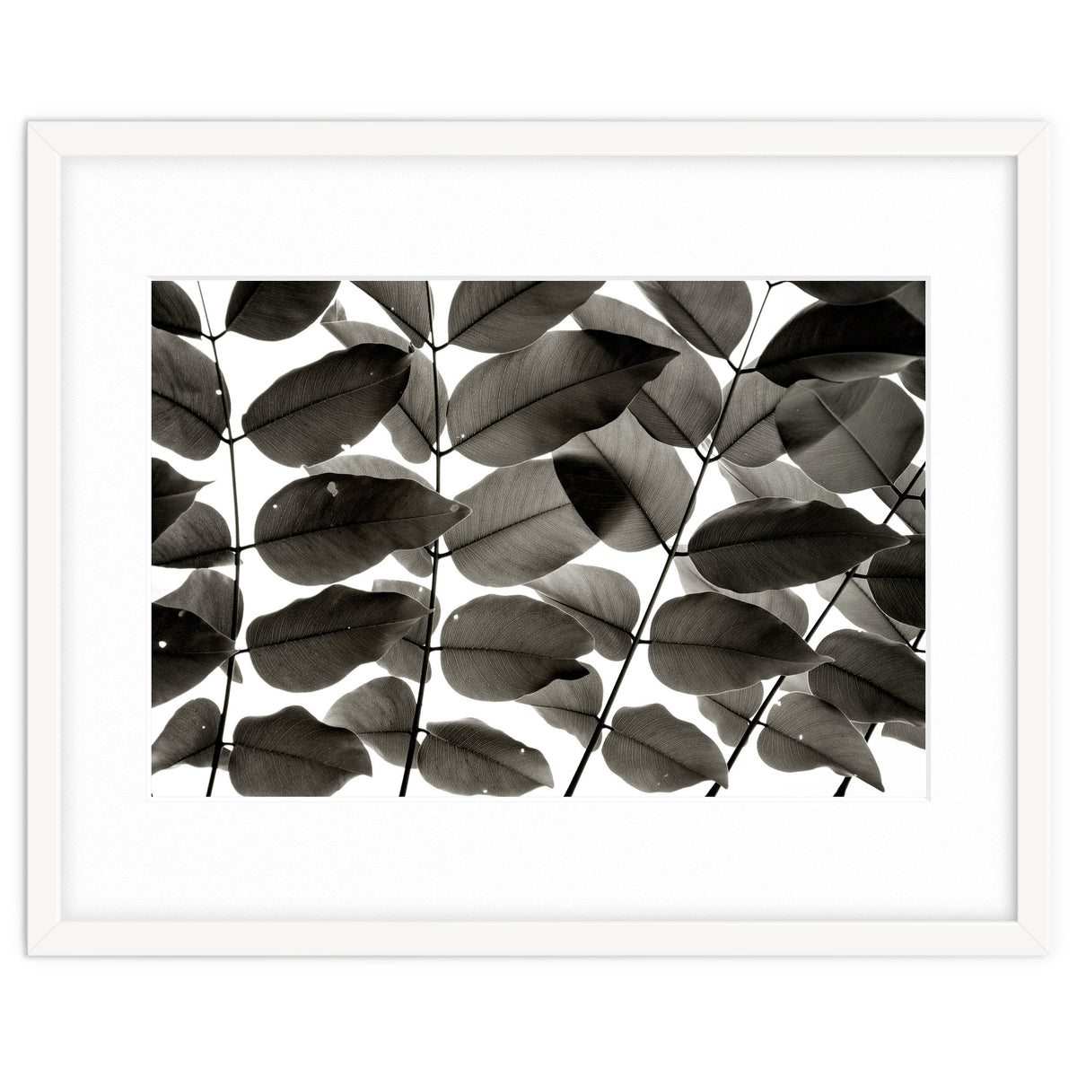 Branches and Leaves I