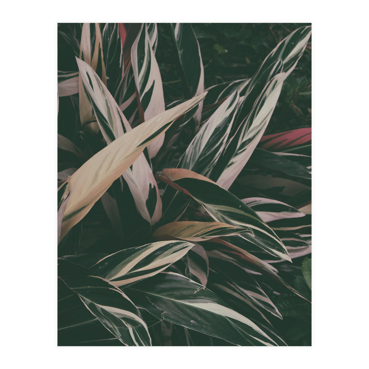 MARANTA LEAVES (Print Only)