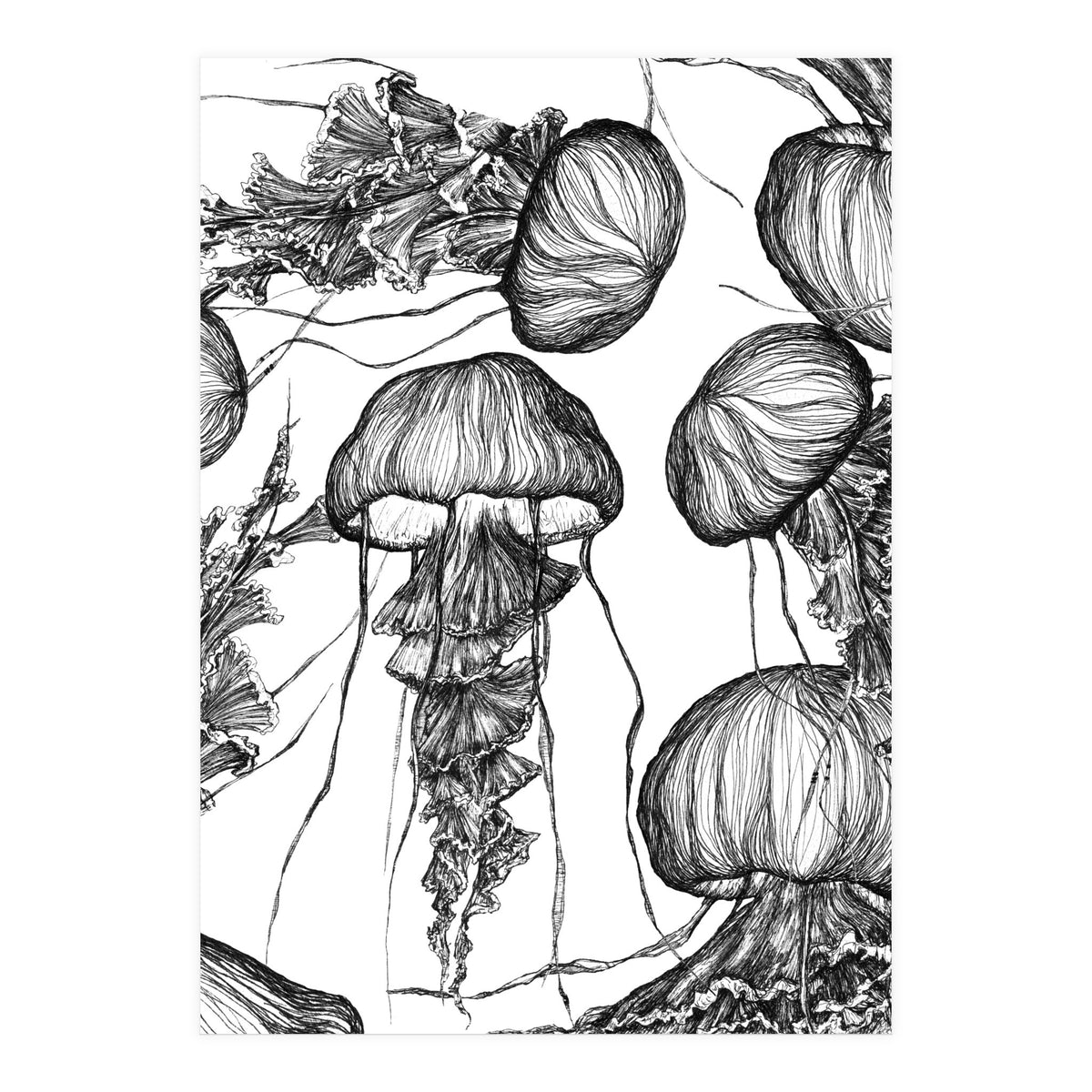 jellyfish (Print Only)