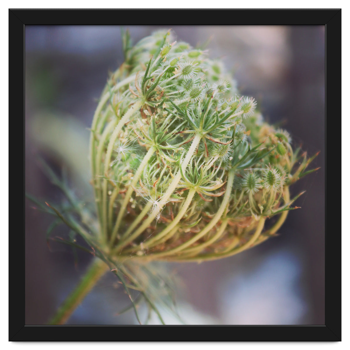 Seed head