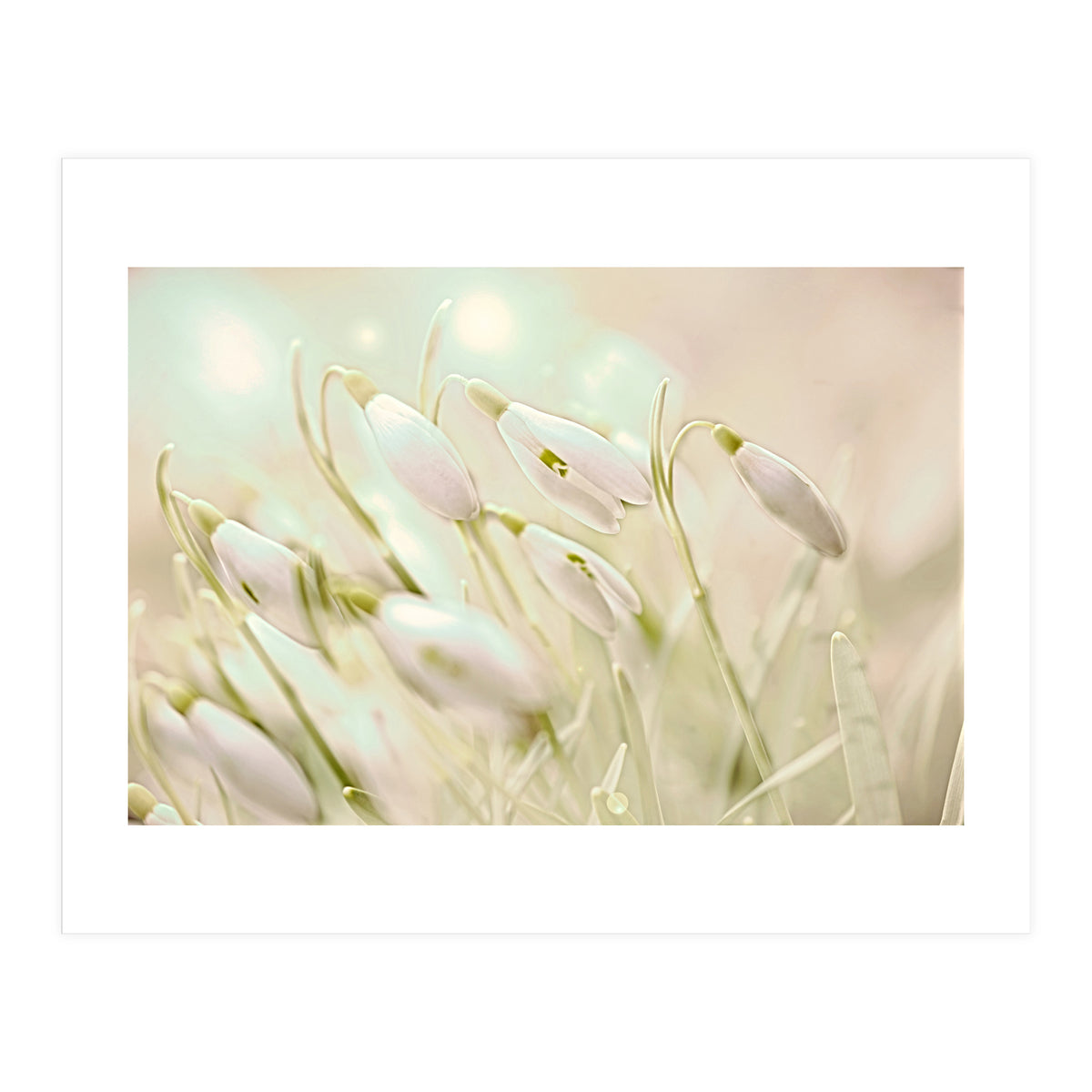 Enchanting Snowdrops (Print Only)