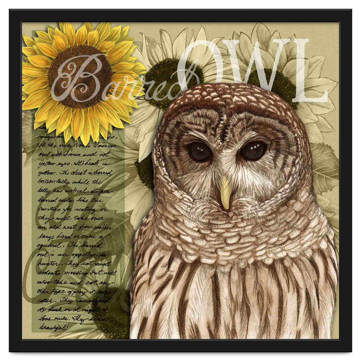 Sunflowers and Barred Owl