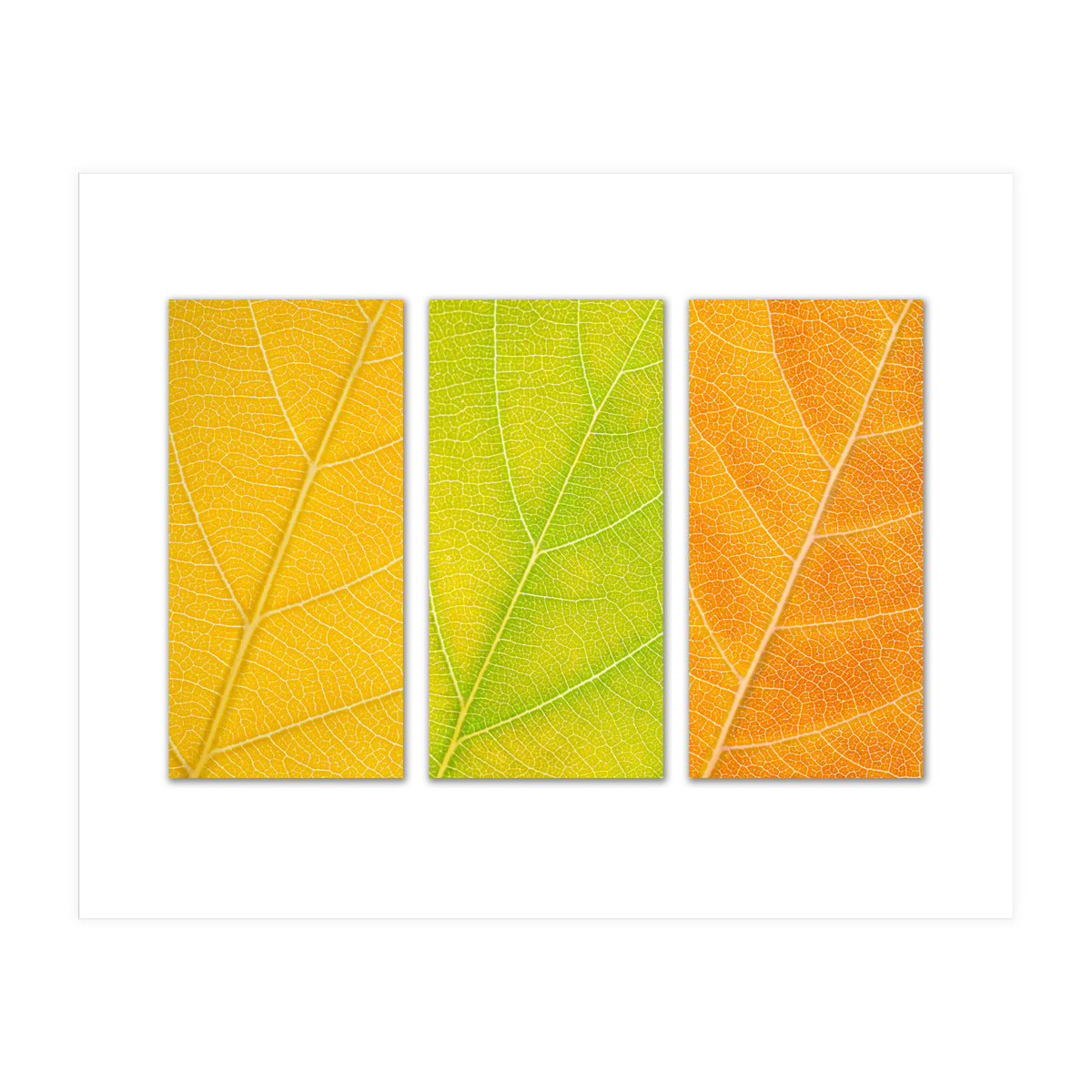 Autumn Leaves (Print Only)