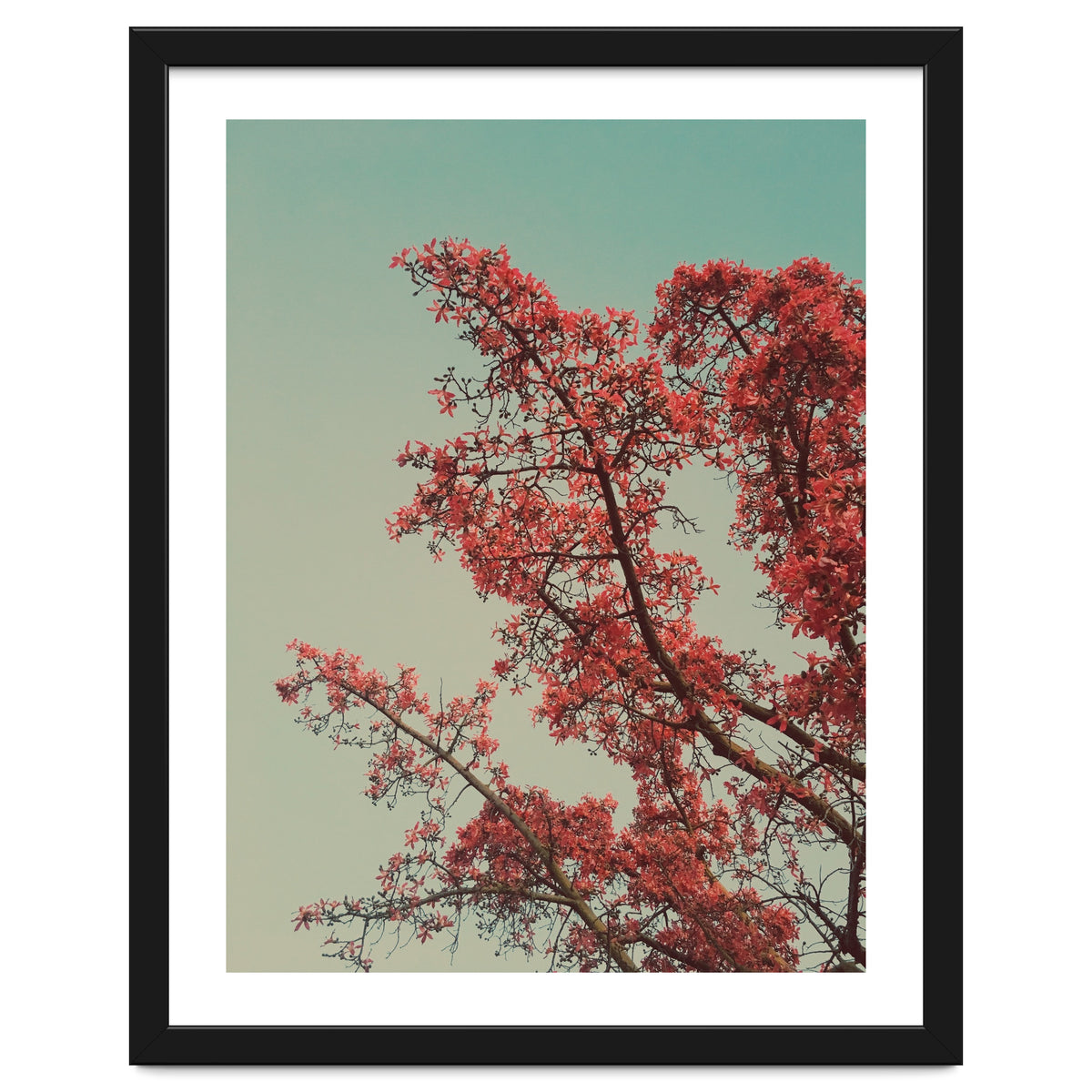Red blossoms