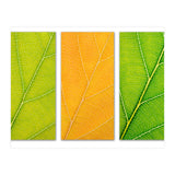 Autumn Leaves (Print Only) thumbnail