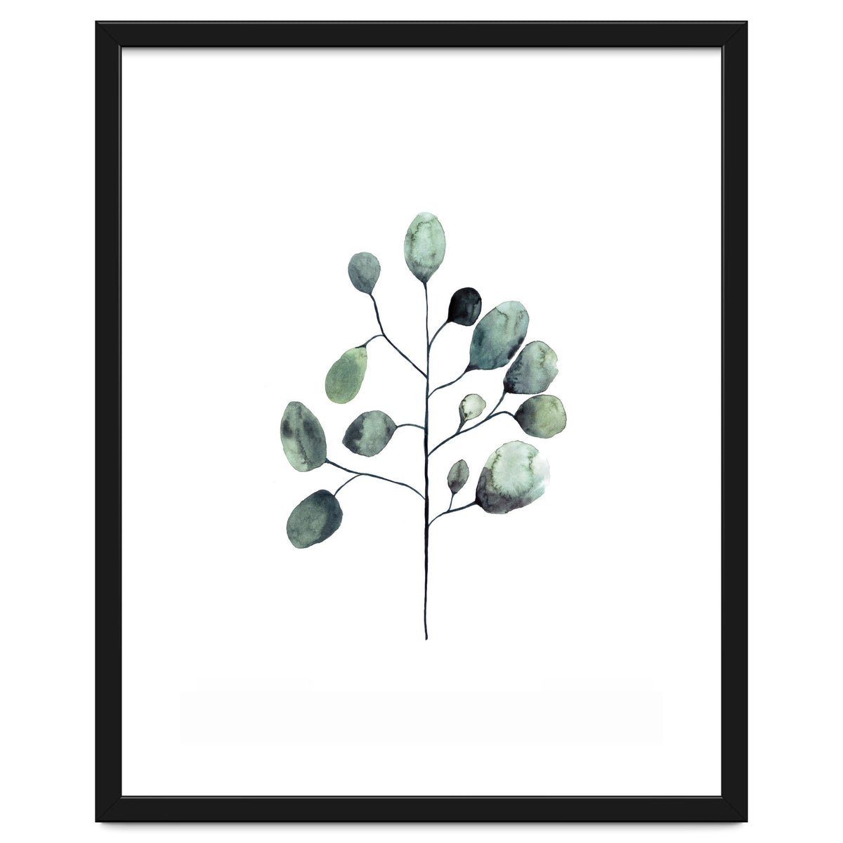 Botanical Illustration Eukalyptus