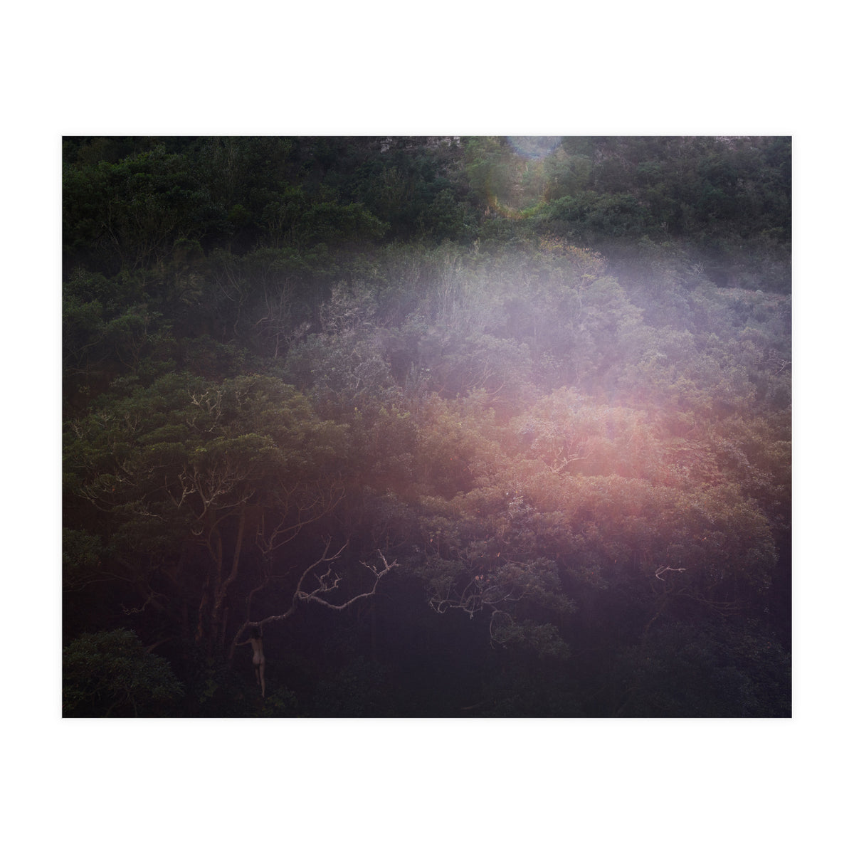 Into the Wild (Print Only)