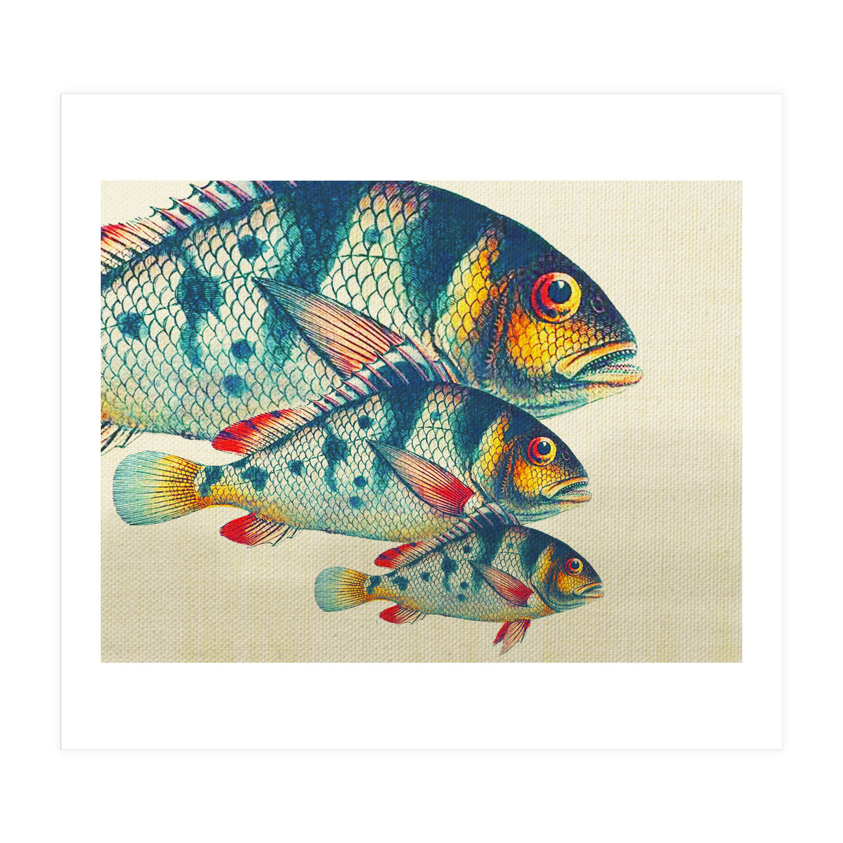 Fish Classic Designs 3 (Print Only)