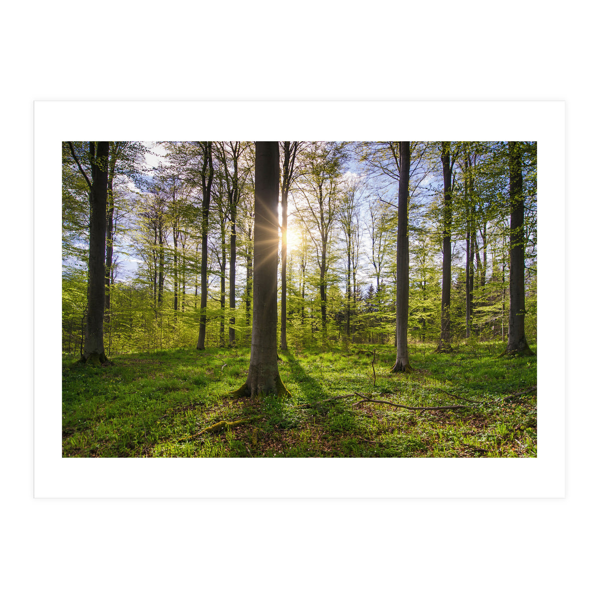 Spring Sun (Print Only)