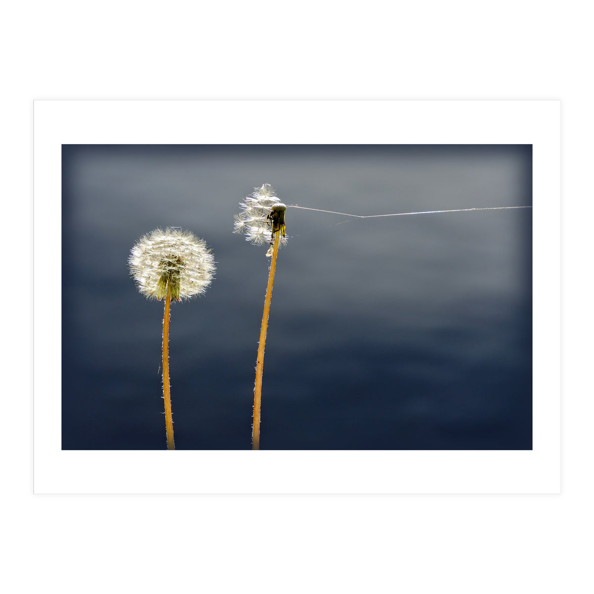 Common dandelions (Print Only)
