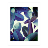 Elastica Amaro (Print Only) thumbnail