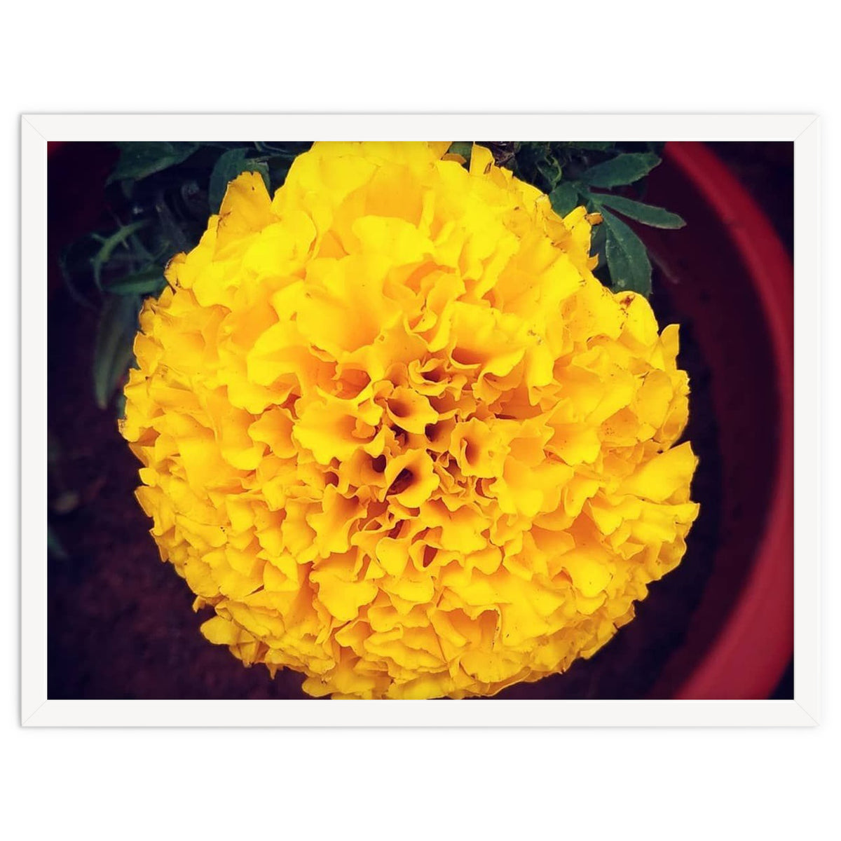 Yellow Chrysanthemum