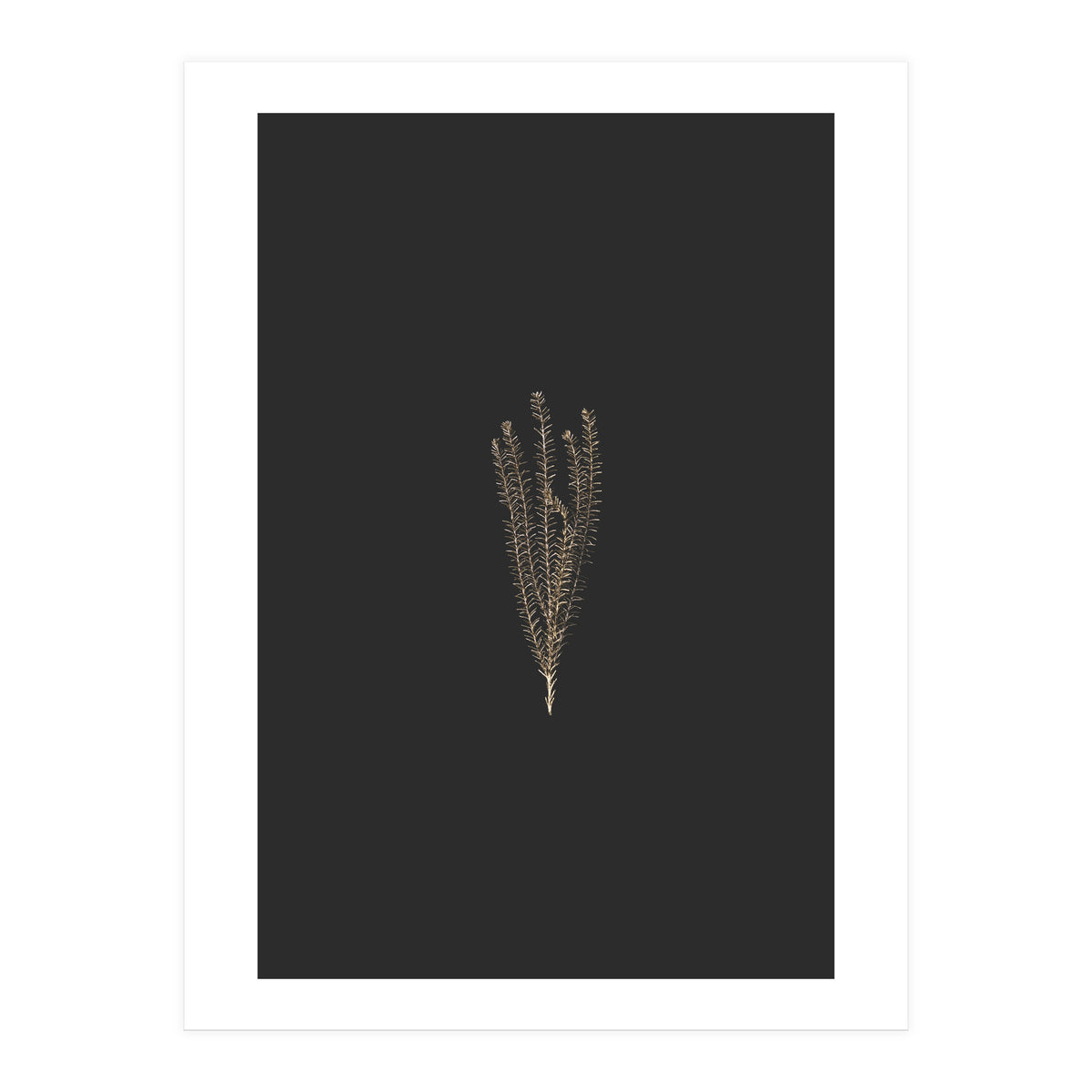 Delicate Fynbos Botanicals in Gold and Black (Print Only)
