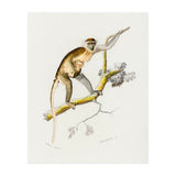 Cercopithecus griseus illustrated (Print Only) thumbnail