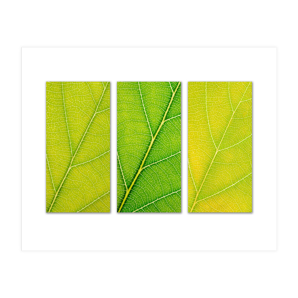 Autumn Leaves (Print Only)