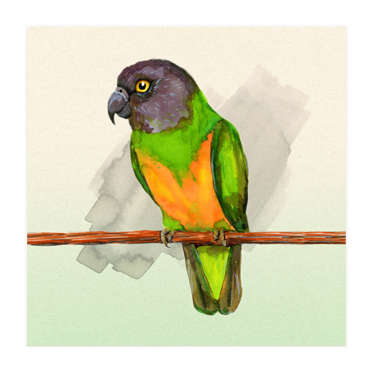 Senegal parrot watercolor (Print Only)