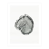 Tree Ring Print, Albion Basin, Utah, Pine Tree Print (Print Only) thumbnail