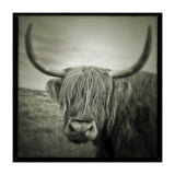 Elgol Cow (Print Only) thumbnail