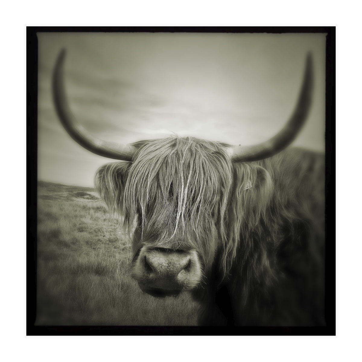 Elgol Cow (Print Only)