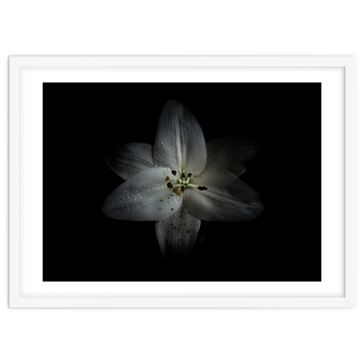 Backyard Flowers No 28 Color Version