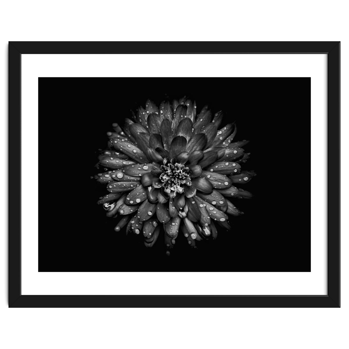 Backyard Flowers In Black And White No 45