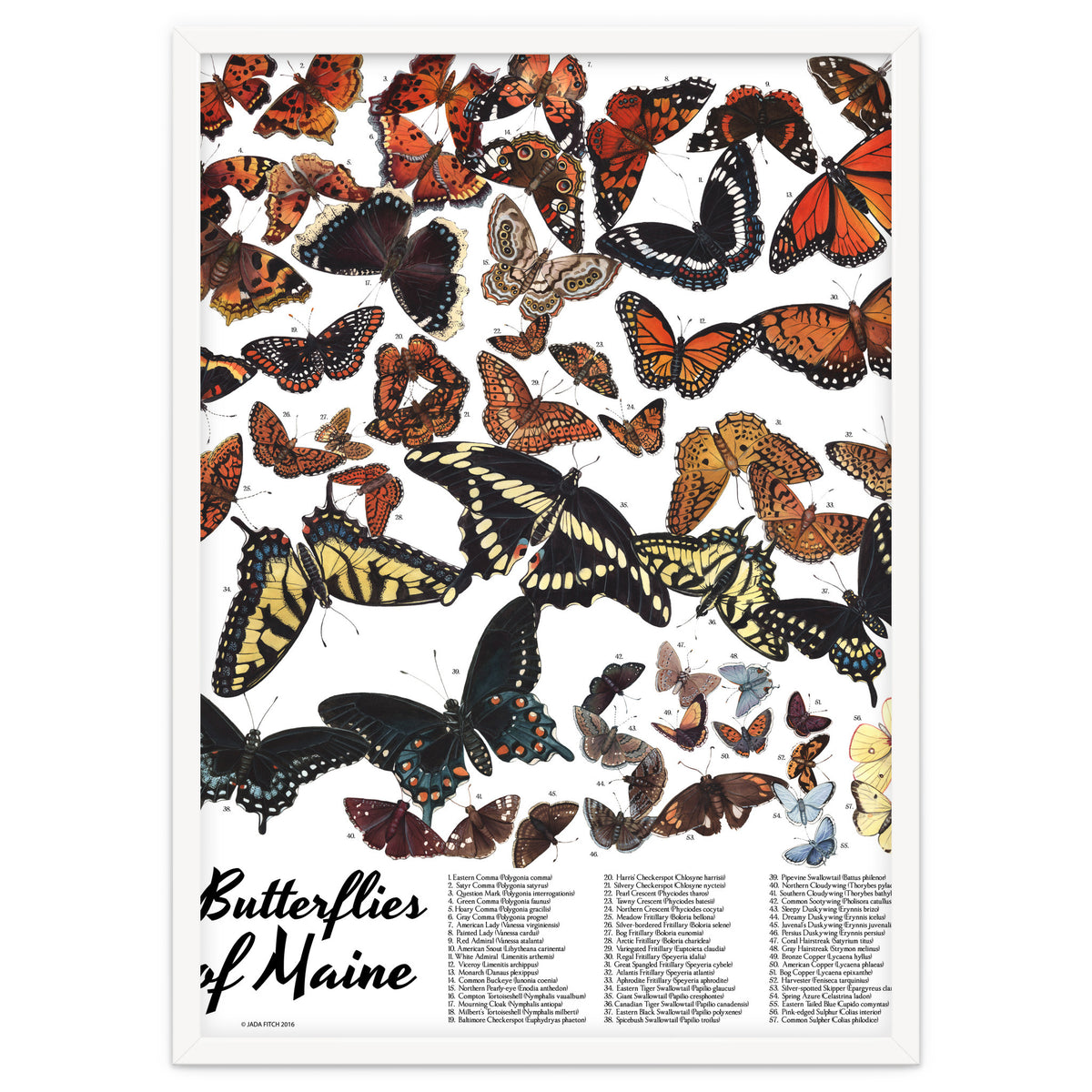 Maine Butterflies Chart