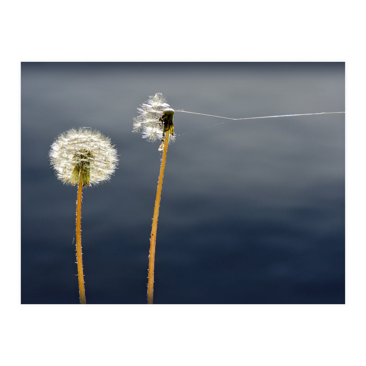 Common dandelions (Print Only)