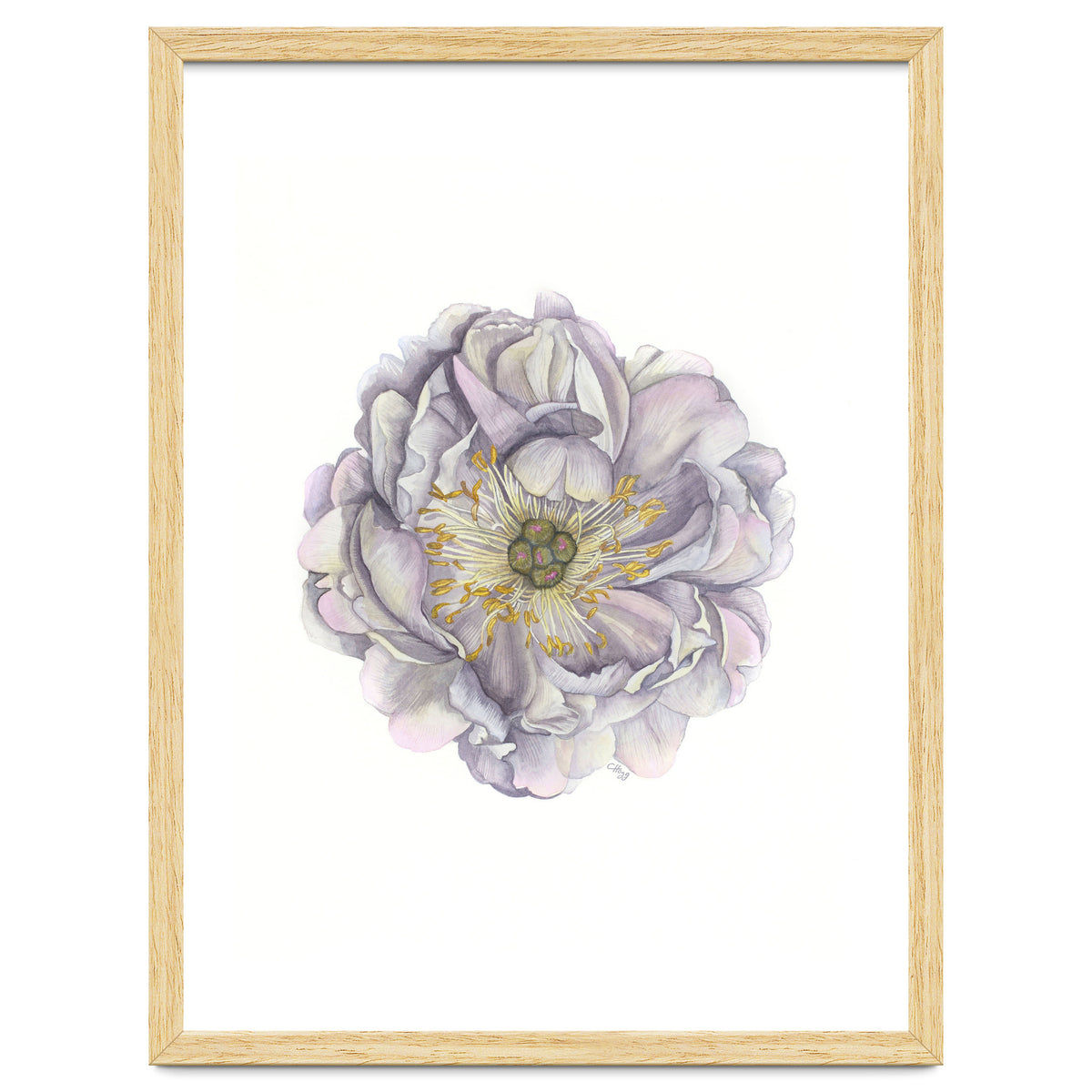 A Peony In Grey Std
