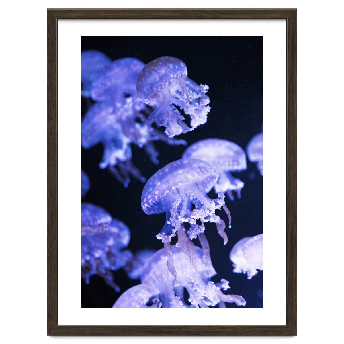 Jellyfish