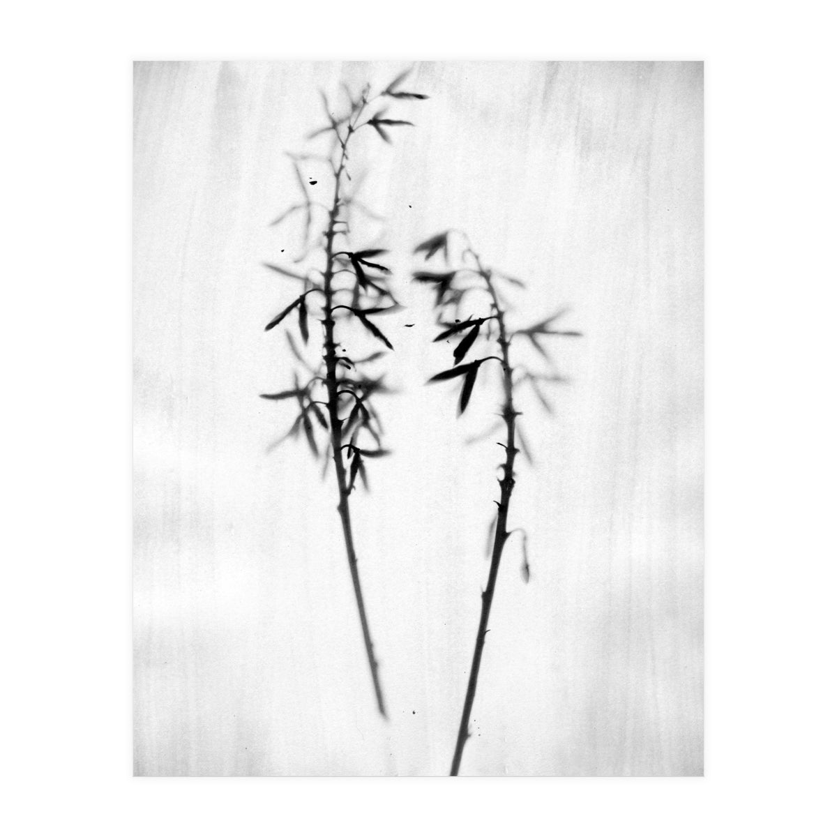 Hosta 2 (Print Only)