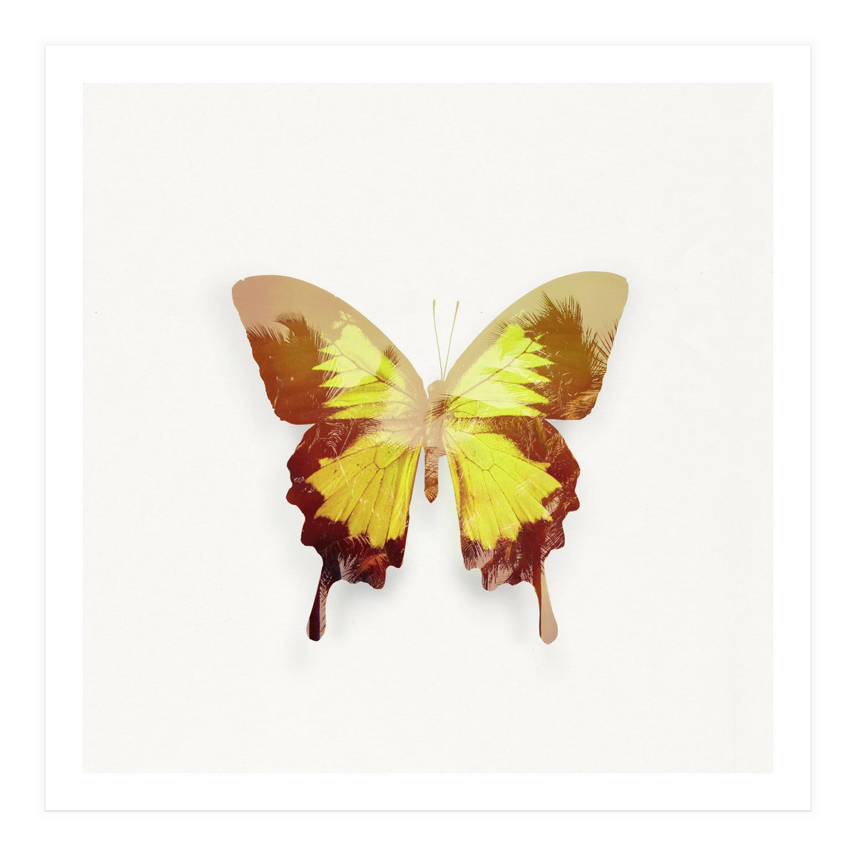 Tropical Butterfly (Print Only)