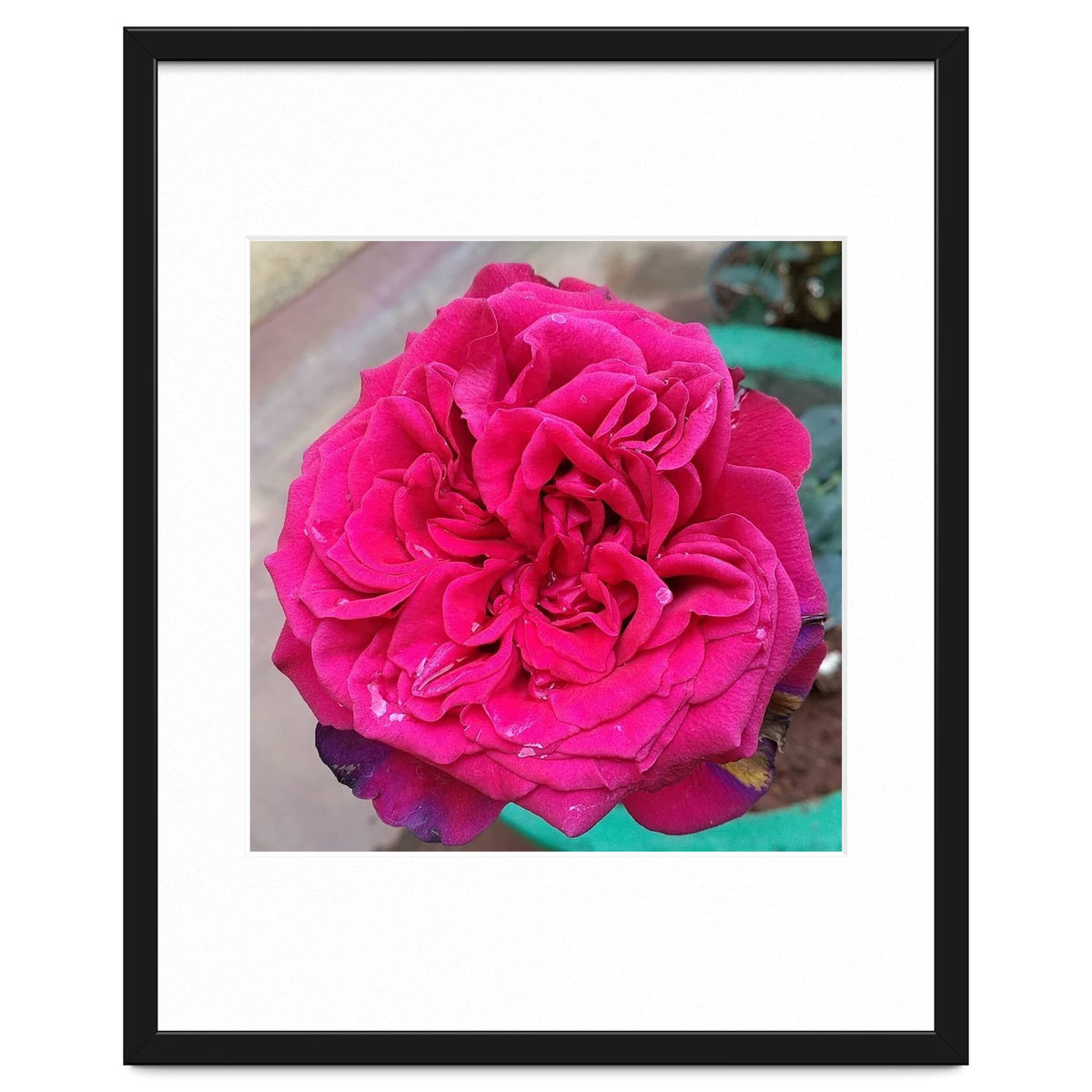 Beautiful Fragrant Rose