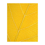Autumn Leaf (Print Only) thumbnail