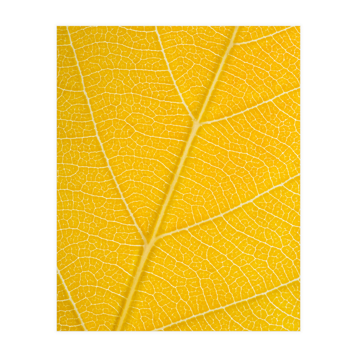 Autumn Leaf (Print Only)