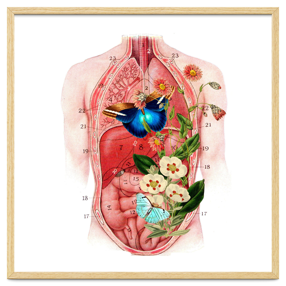 Butterflys In The Belly Makes Flower Grows